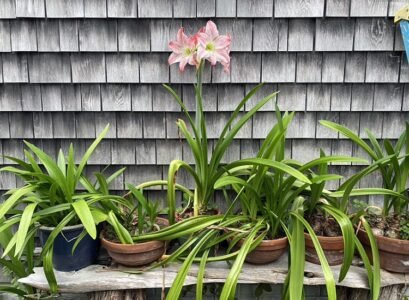 Amaryllis-care-in-autumn-how-to-make-them-bloom-again