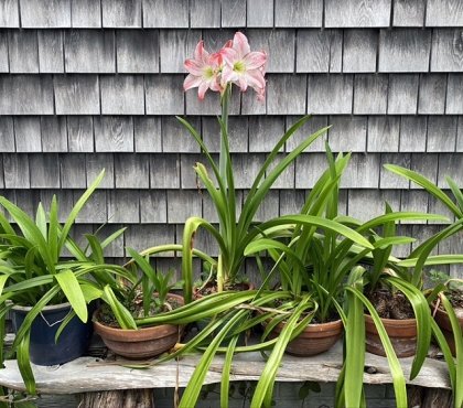 Amaryllis-care-in-autumn-how-to-make-them-bloom-again