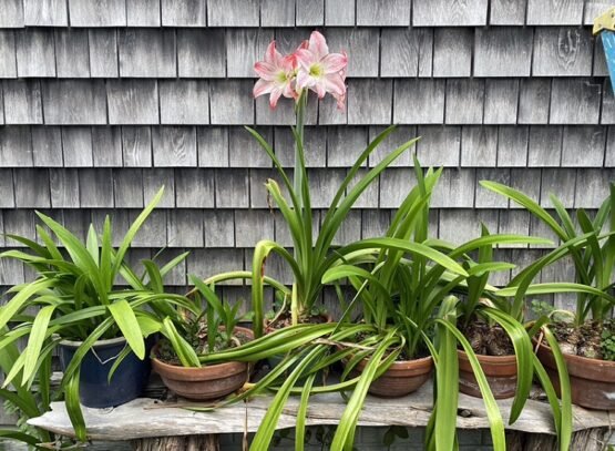 Amaryllis-care-in-autumn-how-to-make-them-bloom-again