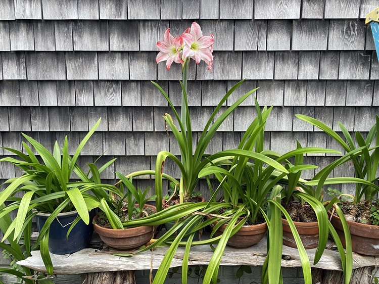 Amaryllis-care-in-autumn-how-to-make-them-bloom-again