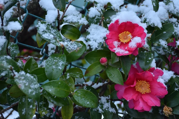 Camellias provide a beautiful pop of color