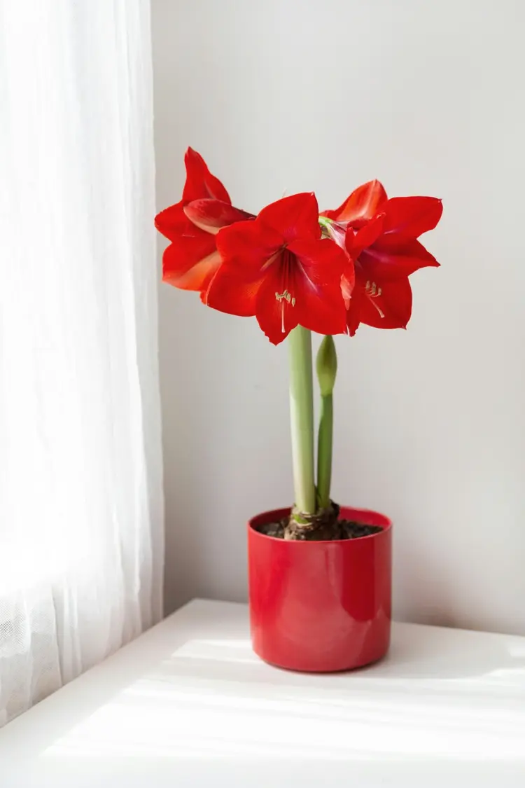 Care tips for hippeastrum during the fall