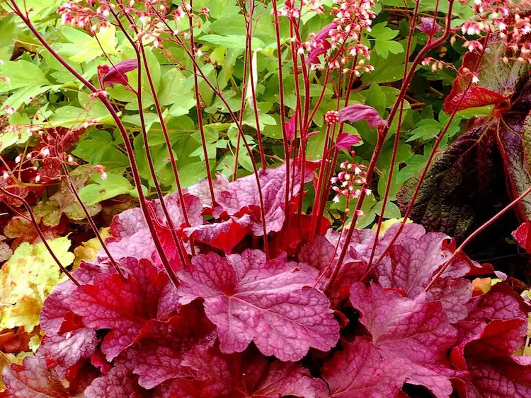Coral bells provide color and structure even in the cold months