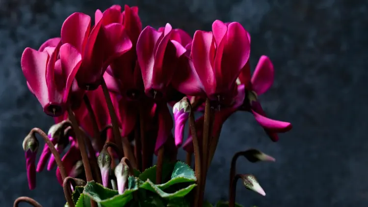 Cyclamen care for a long flowering period