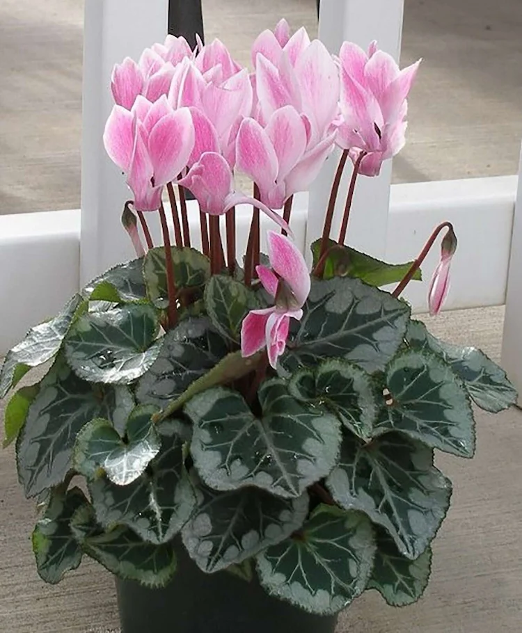 Cyclamens are winter flowers