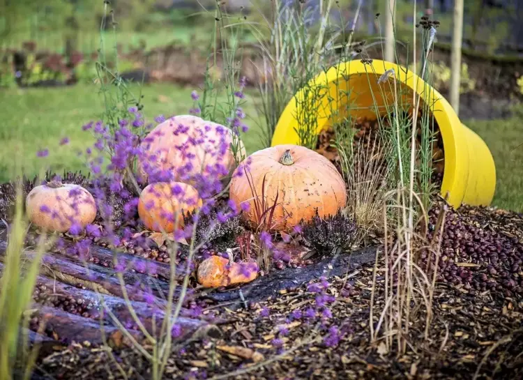Decorate a garden bed in fall with pumpkins
