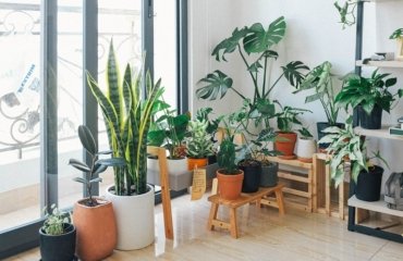 Easy-care-houseplants-are-less-demanding-than-others-and-enrich-your-home