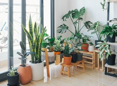 Easy-care-houseplants-are-less-demanding-than-others-and-enrich-your-home