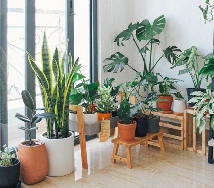 Easy-care-houseplants-are-less-demanding-than-others-and-enrich-your-home