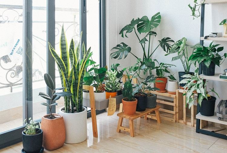 Easy care houseplants are less demanding than others and enrich your home