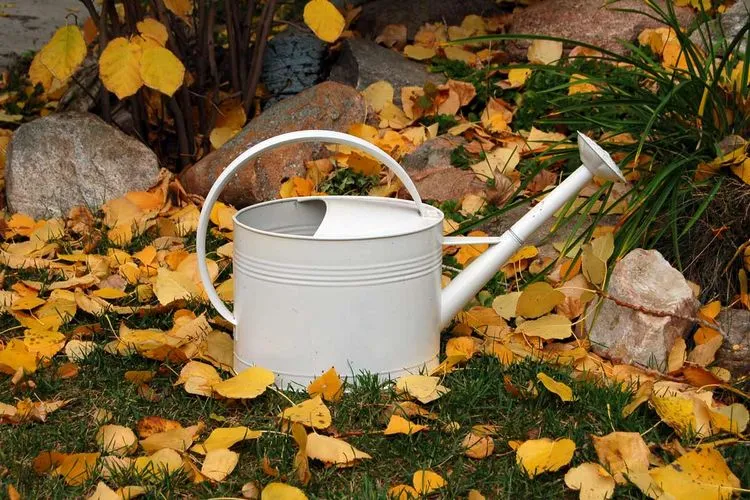 Fall Gardening what you need to water