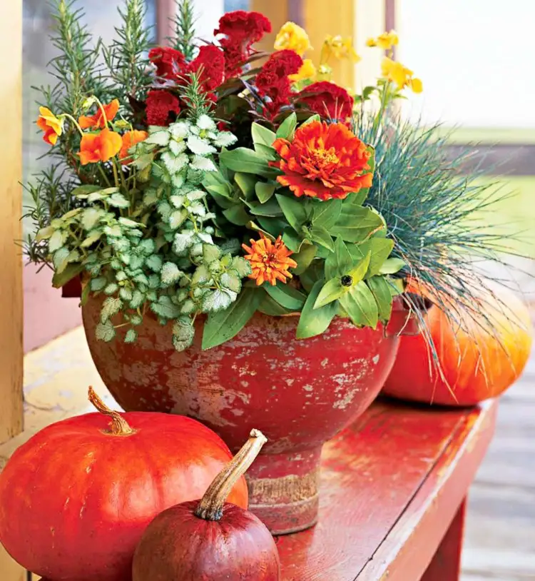 Fall flowers for balcony grasses and other decorative plants