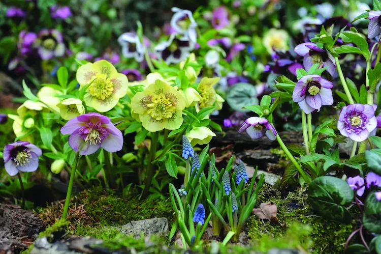 Hellebores bloom even in cold weather and they can thrive on your balcony