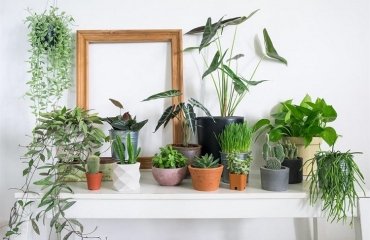 Hardy-Houseplants-easy-care-plants-purify-the-air-and-add-style