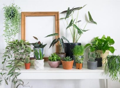 Hardy-Houseplants-easy-care-plants-purify-the-air-and-add-style