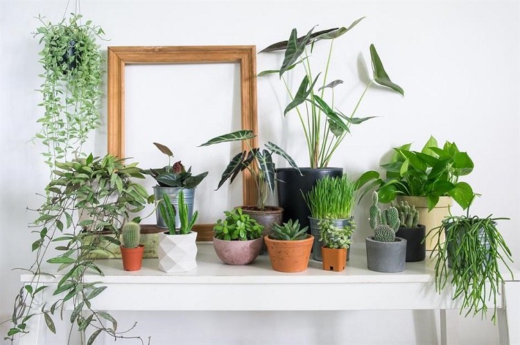 Hardy Houseplants: These easy-care plants purify the air and add style ...