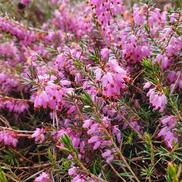 Hardy balcony flowers heathers are evergreen and easy care