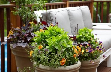 Hardy-balcony-flowers-to-add-color-and-freshness-to-your-outdoor-space
