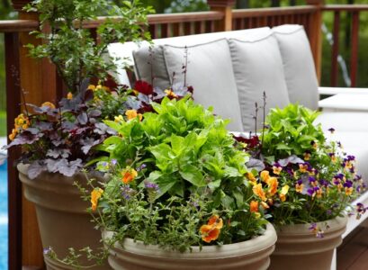 Hardy-balcony-flowers-to-add-color-and-freshness-to-your-outdoor-space