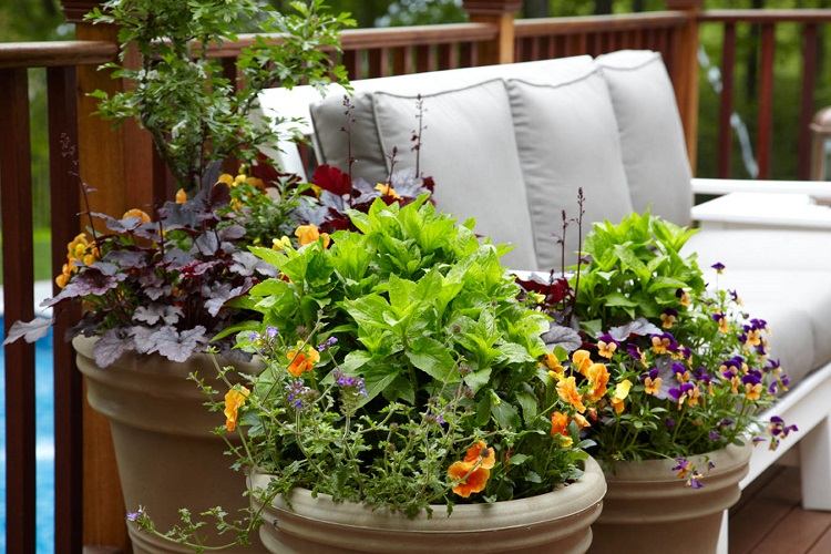 Hardy balcony flowers to add color to your outdoor space