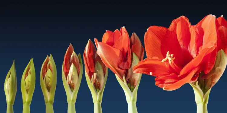How to care for Amaryllis in fall Do not fertilize until new leaves grow