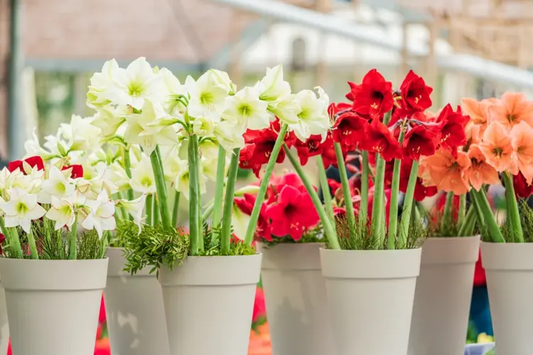 How to care for Amaryllis in fall reduce watering from August