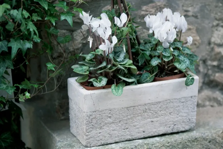 How to care for Cyclamen after flowering tips for the resting period