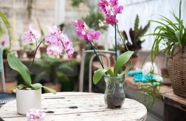 How-to-care-for-orchids-during-the-dormant-period