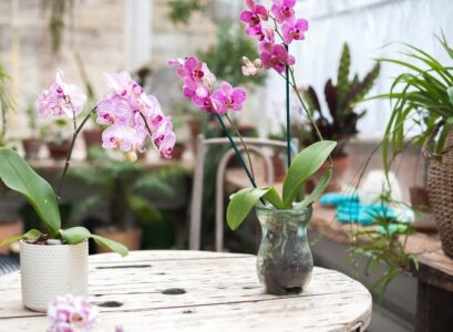How-to-care-for-orchids-during-the-dormant-period