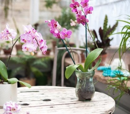 How-to-care-for-orchids-during-the-dormant-period