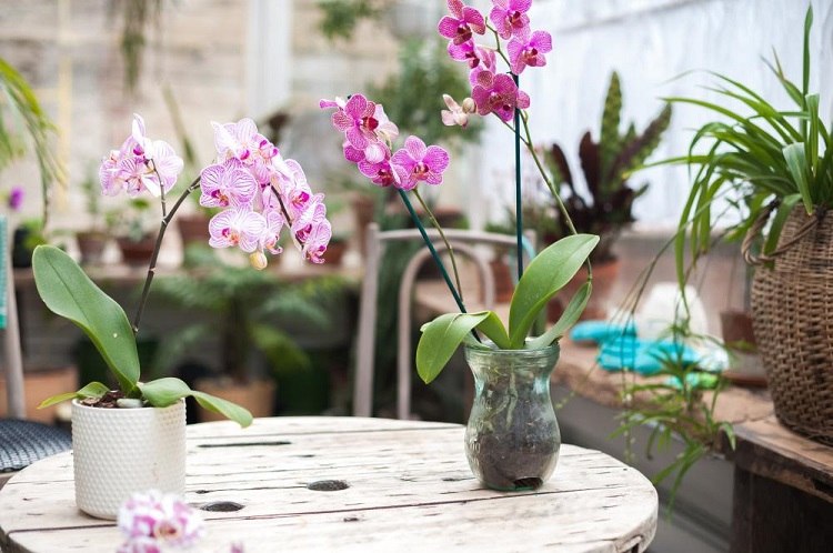 How to care for orchids during the dormant period instructions