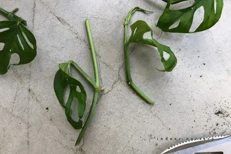How to propagate Monstera by head cutting how to cut the stems