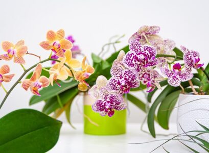 How-to-save-an-orchid-after-returning-from-vacation