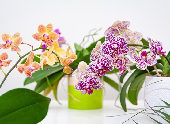 How-to-save-an-orchid-after-returning-from-vacation