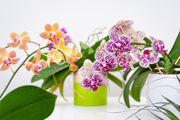 How to save an orchid after vacation