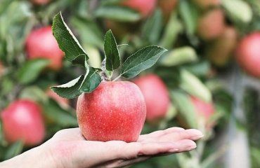How-to-store-apples-without-losses-What-varieties-are-sustainable