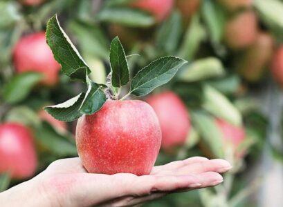 How-to-store-apples-without-losses-What-varieties-are-sustainable