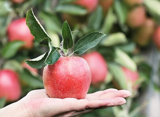 How-to-store-apples-without-losses-What-varieties-are-sustainable