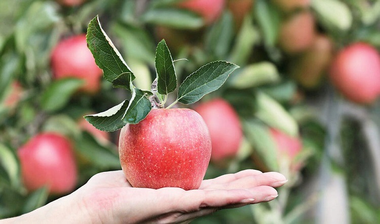 How to store apples without losses What varieties are durable