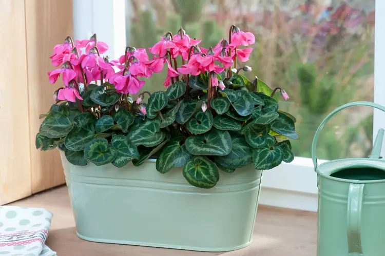 How to take care for indoor Cyclamen properly