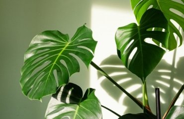Monstera-houseplant-with-big-leaves-care-tips
