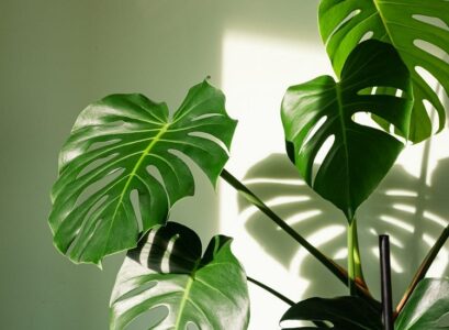 Monstera-houseplant-with-big-leaves-care-tips
