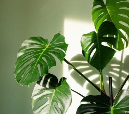 Monstera-houseplant-with-big-leaves-care-tips