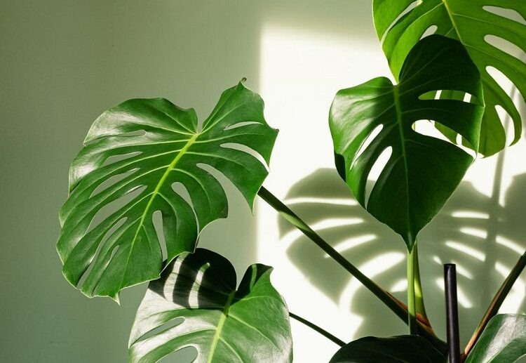 Monstera-houseplant-with-big-leaves-care-tips