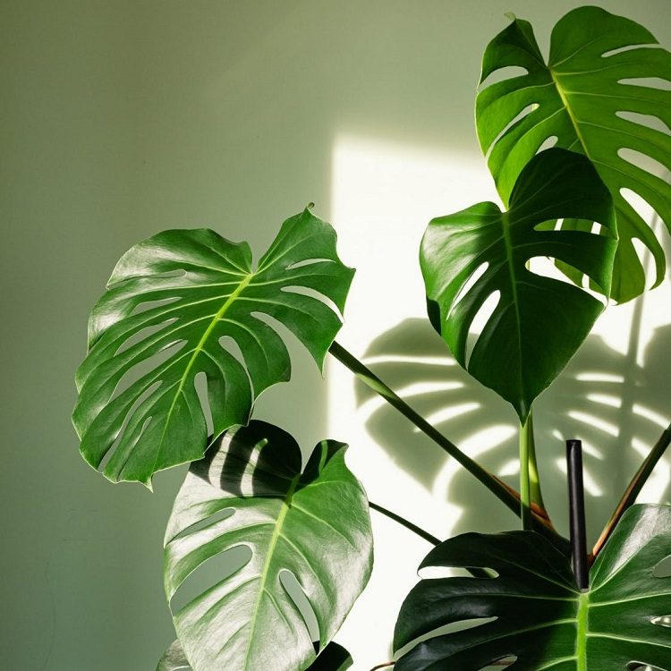 Monstera houseplant with big leaves