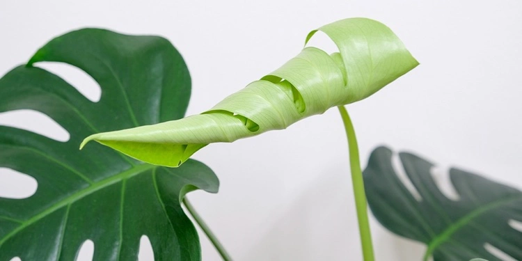 Monstera leaves curl up solution