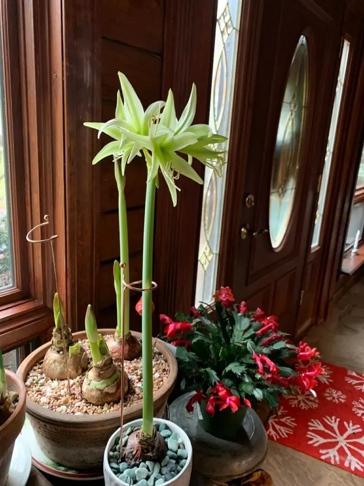 Never plant the bulbs of the amaryllis plant completely under the soil