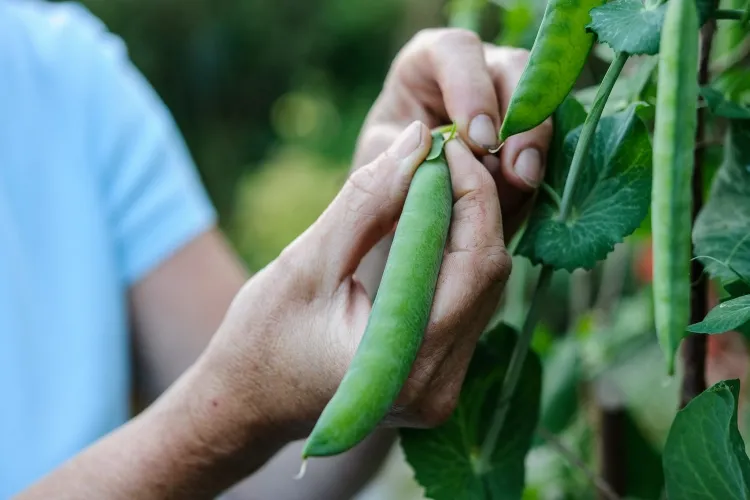 Peas should be grown during the cooler months