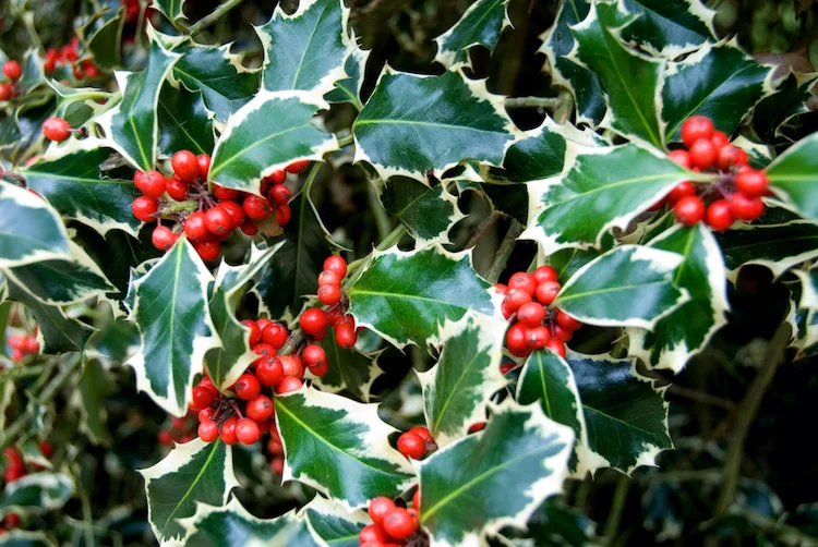Plant holly for a fresh look on the balcony