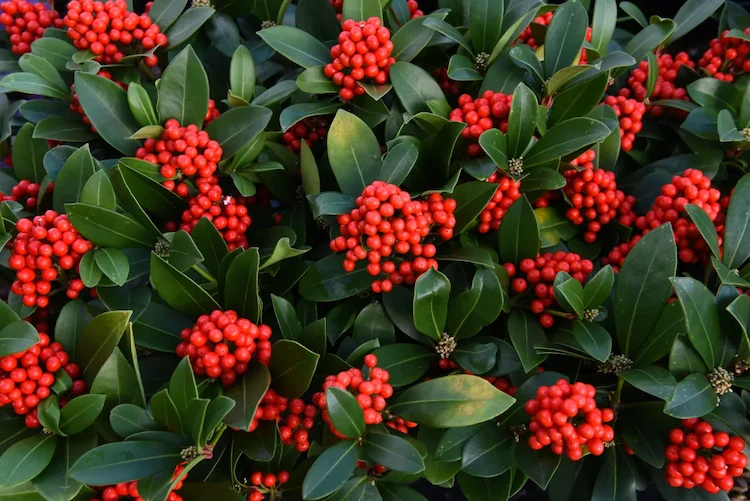 Skimmia japonica is covered with deep red flower buds that survive the winter